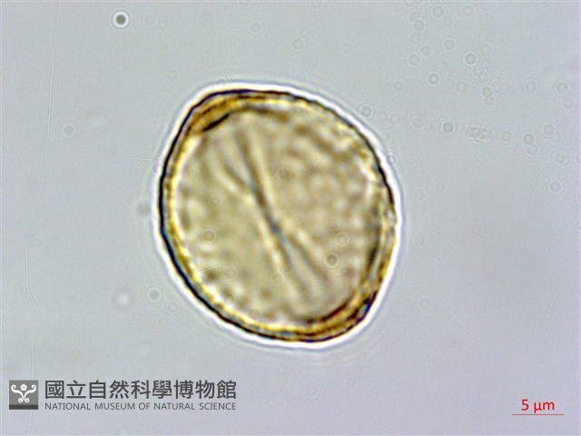 小雙花金絲桃藏品圖，第3張