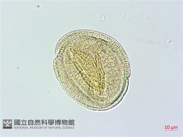 吊鐘藤藏品圖，第4張