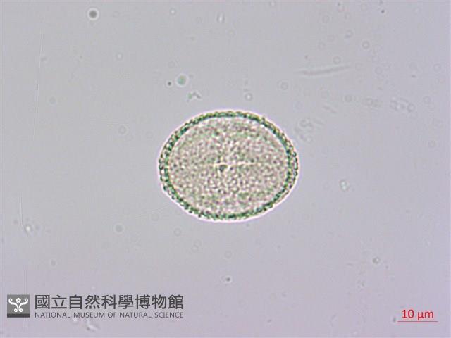 通脫木、通草藏品圖，第4張