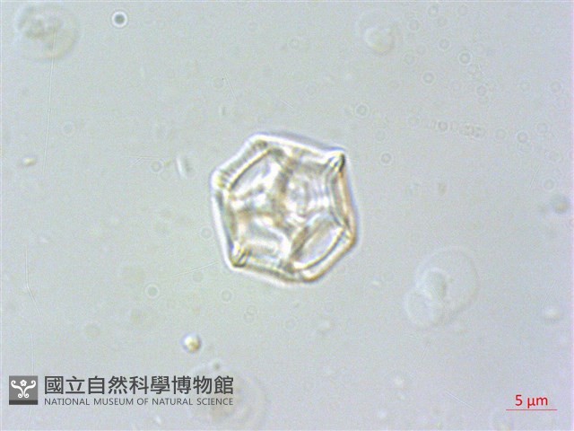 毛蓮子草藏品圖，第4張