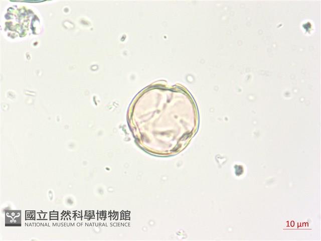 燈籠草藏品圖，第4張