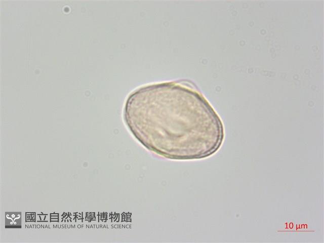 稜子芹藏品圖，第3張