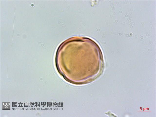 厚葉柃木藏品圖，第3張