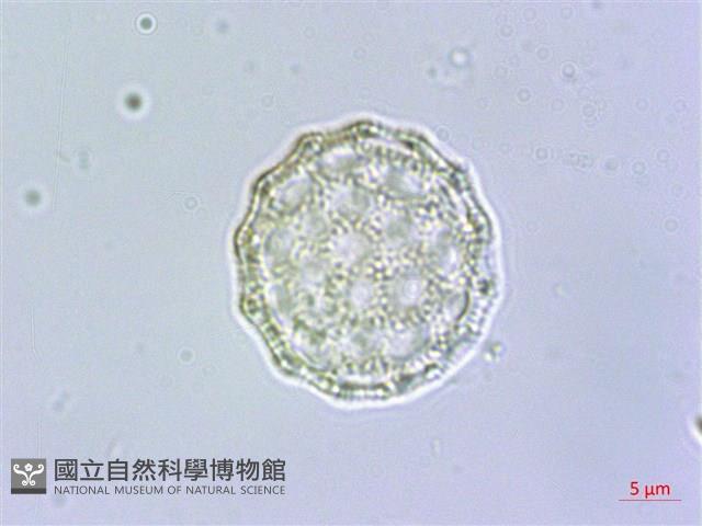 柳葉牛膝藏品圖，第4張