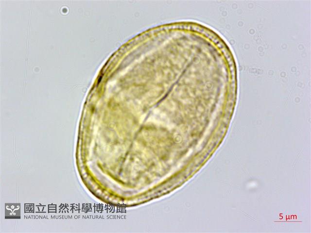 直刺變豆菜藏品圖，第3張