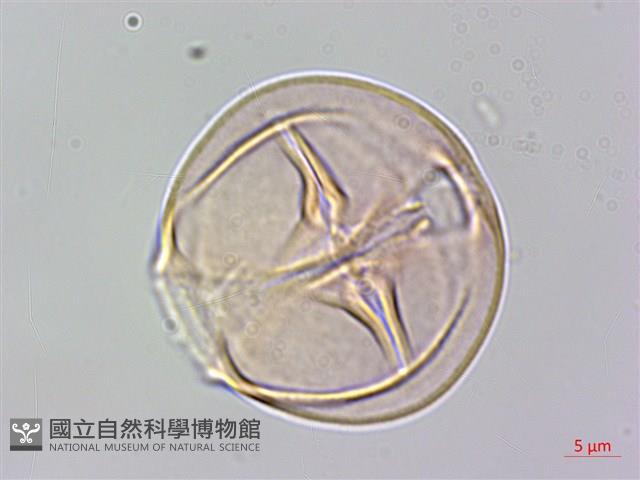 燈籠草藏品圖，第4張