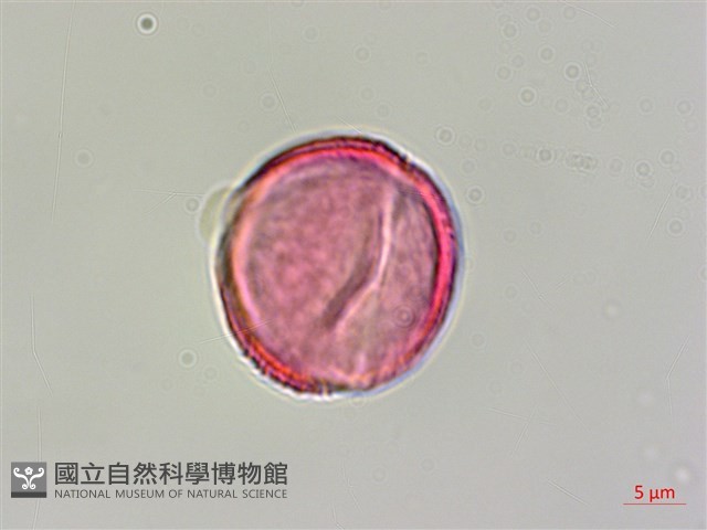 鴉膽子藏品圖，第3張