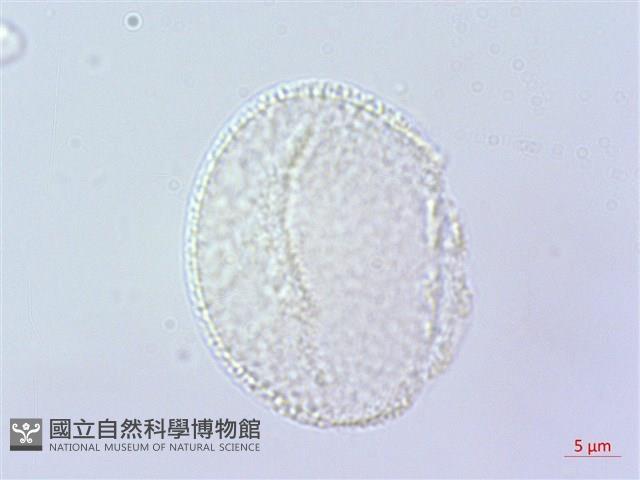 倒地蜈蚣藏品圖，第4張