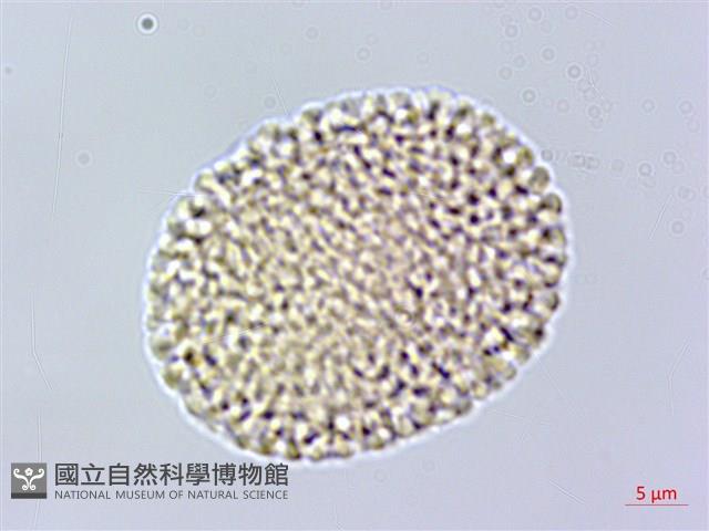 橙黃瑞香藏品圖，第3張