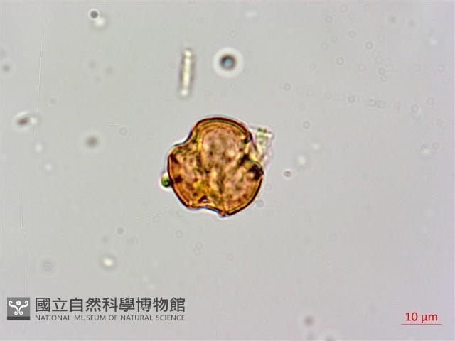 倒吊蓮、匙葉燈籠草藏品圖，第4張