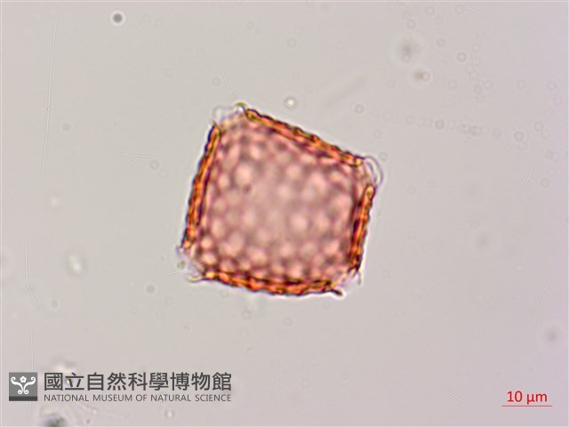 濱豇豆藏品圖，第3張