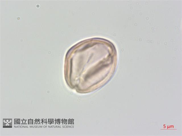 中國旌節花藏品圖，第3張