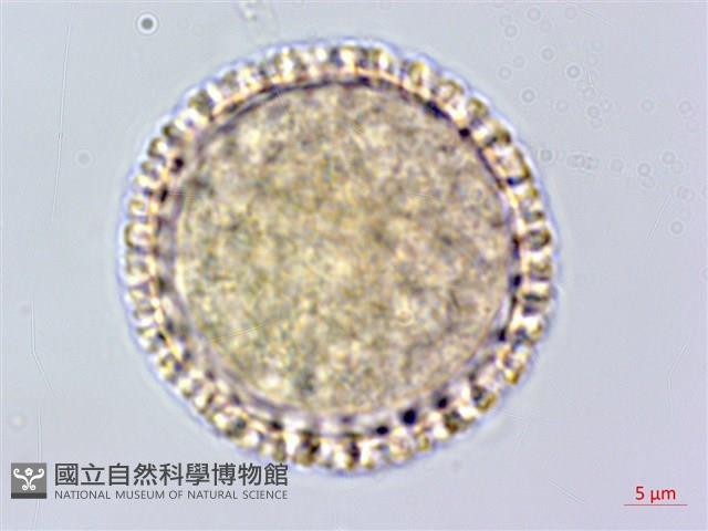 臺灣瑞香藏品圖，第3張