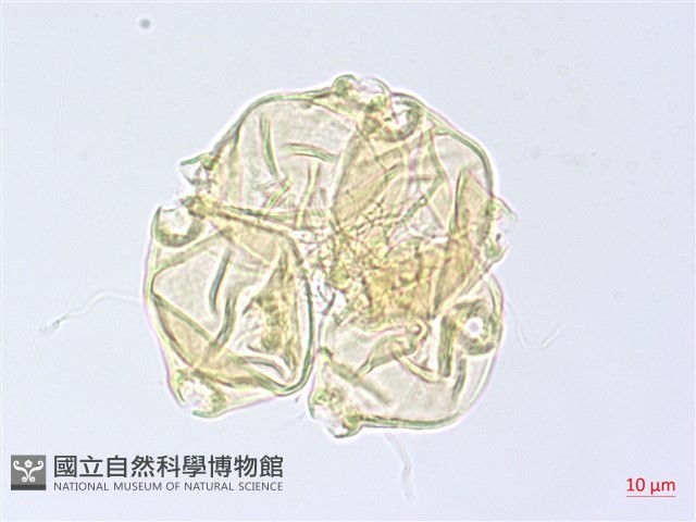 小花水丁香藏品圖，第3張