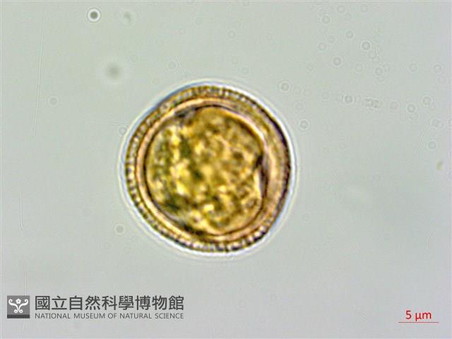 交趾衛矛藏品圖，第3張