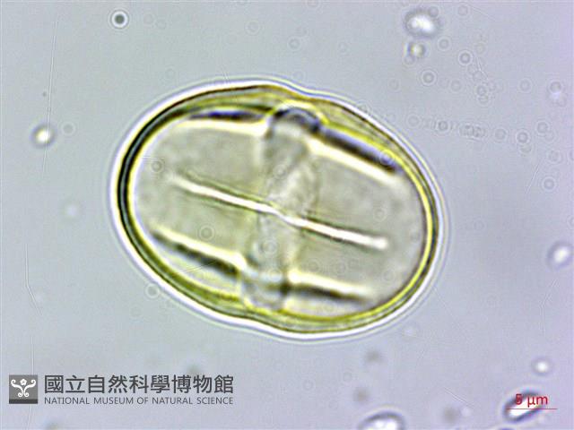 登錄號:S109588藏品圖，第3張