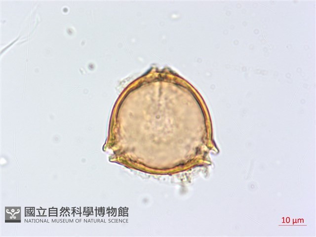 太魯閣胡頹子藏品圖，第4張