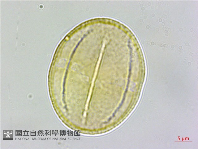 茅毛珍珠菜藏品圖，第4張