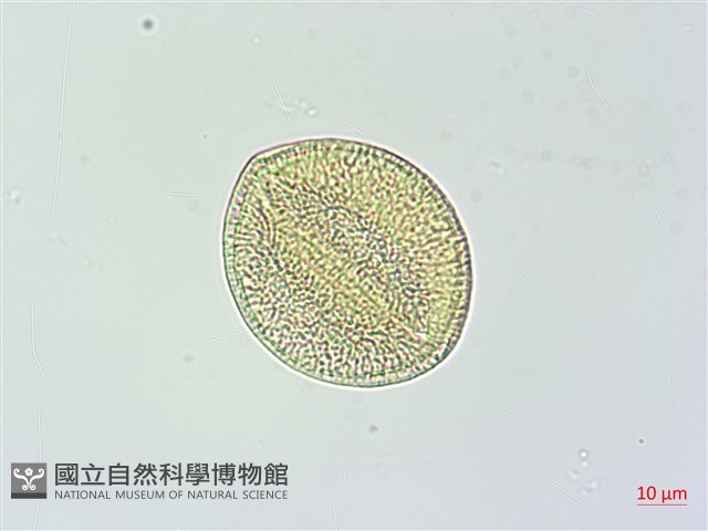 變葉姬旋花藏品圖，第4張