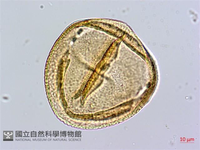 Yellow oleander, Lucky Nut Collection Image, Figure 4, Total 5 Figures