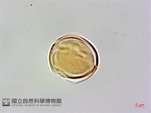 凹葉柃木、濱柃木、翠米茶藏品圖，第3張