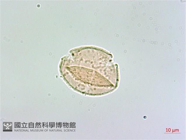 登錄號:S148303藏品圖，第3張