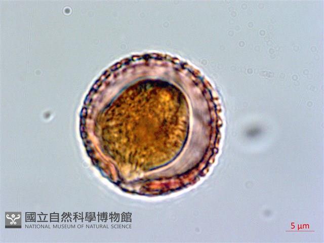 壺花莢迷藏品圖，第3張