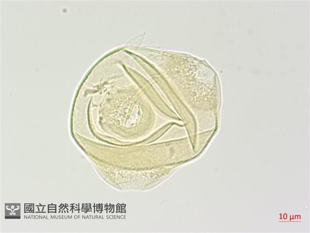 合歡柳葉菜藏品圖，第3張