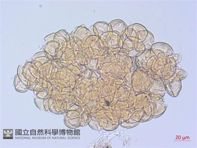 登錄號:S108093藏品圖，第3張