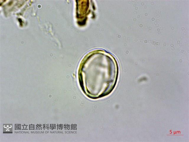 阿里山三斗石櫟、硬斗柯藏品圖，第3張