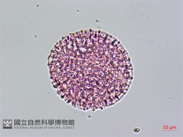 青牛膽藏品圖，第4張