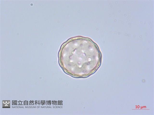 綠穗莧藏品圖，第4張