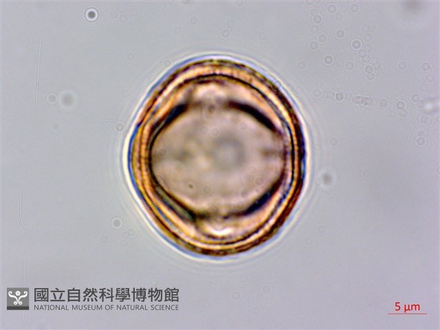 中南蒿藏品圖，第3張