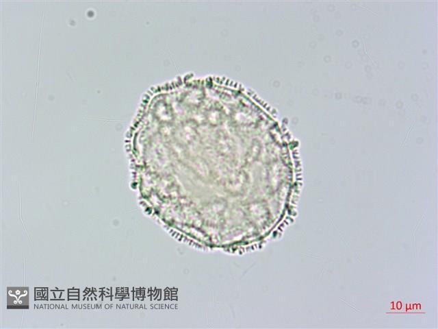 柳狀野扇花藏品圖，第4張