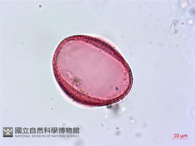 番仔林投藏品圖，第4張