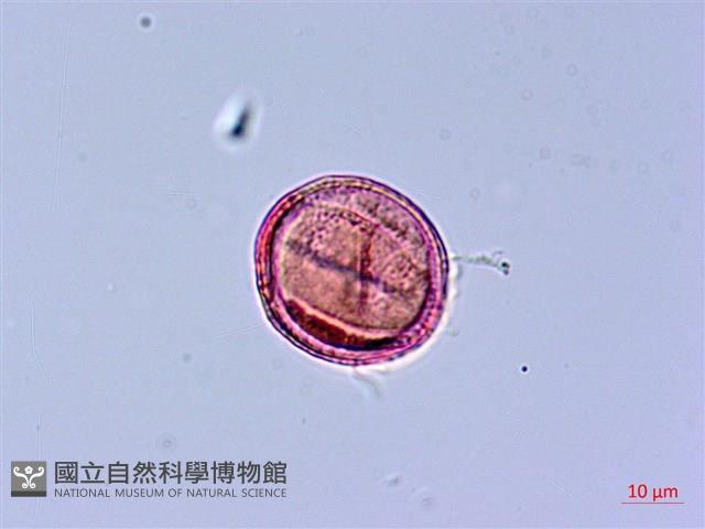 角桐草、台灣半蒴苣苔藏品圖，第4張