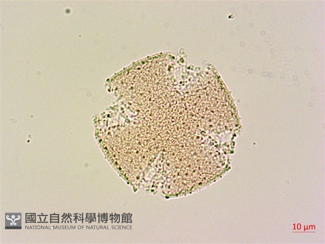 青脆枝藏品圖，第4張