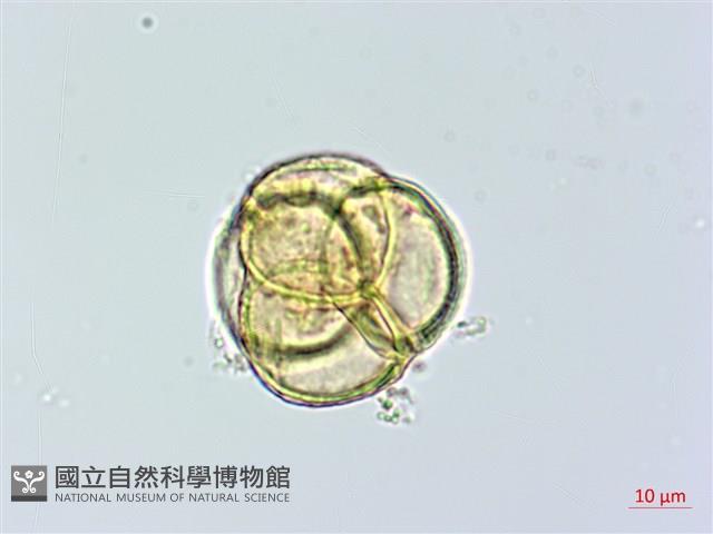 鹿蹄草藏品圖，第3張