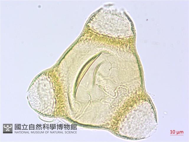 四翅月見草藏品圖，第4張
