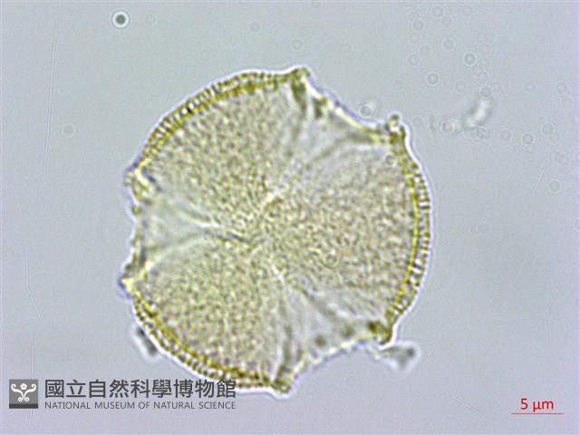 百金藏品圖，第3張