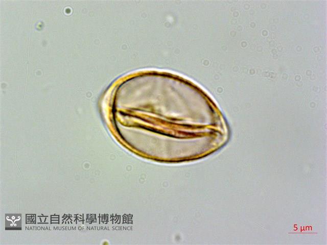 黃楊葉芒毛苣苔藏品圖，第3張