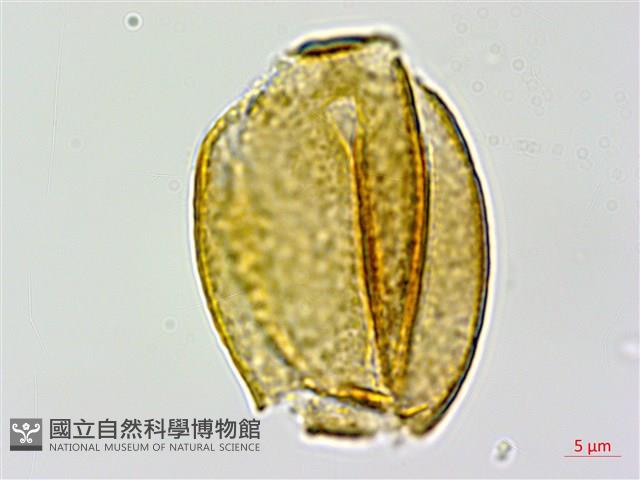 彎果黃菫藏品圖，第3張