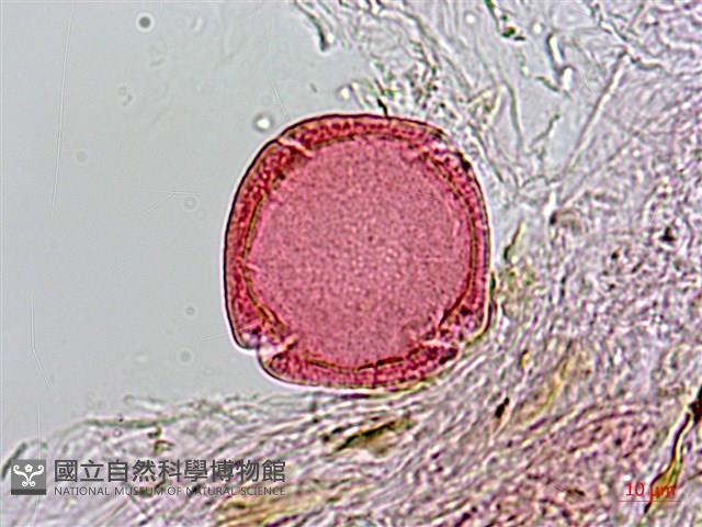 雞屎樹藏品圖，第3張