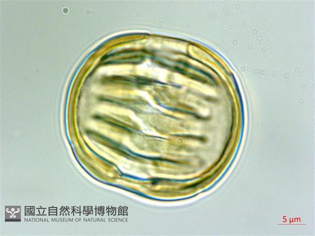 狹葉遠志藏品圖，第3張