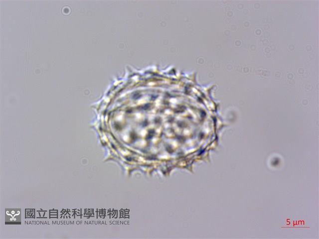 蓬萊籟簫藏品圖，第4張