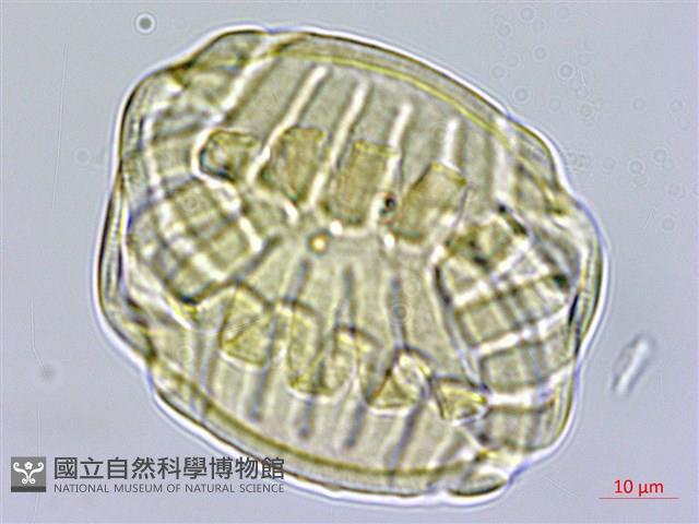 香港遠志藏品圖，第3張