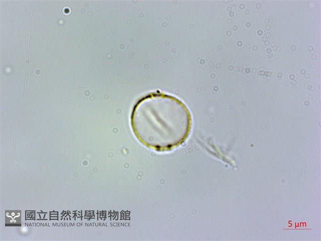 樓梯草藏品圖，第3張