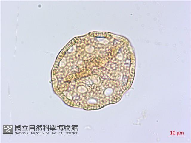 登錄號:S148226藏品圖，第3張