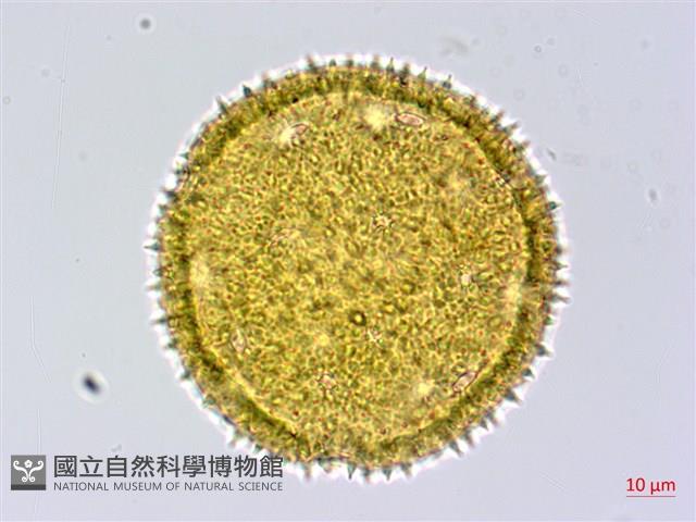 黃細心藏品圖，第3張