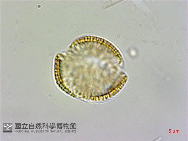 薺藏品圖，第3張